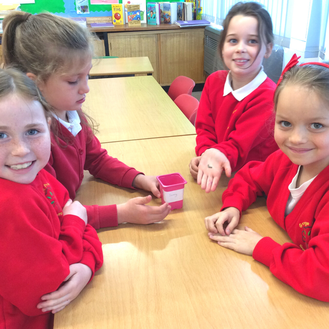 Whole School Sunflower Growing Project Grange Primary School